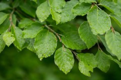 PeFlo_058